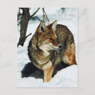Coyote in Snow Postcard
