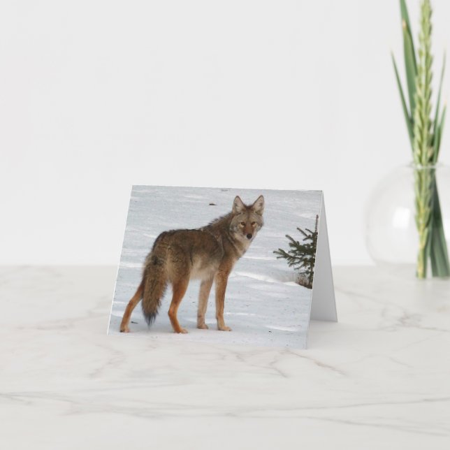 Coyote in Snow with Pine Tree Holiday Card (Front)