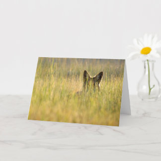 Coyote in sunlight folded greeting card