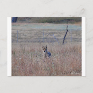 Coyote in Wind Cave National Park, South Dakota Postcard