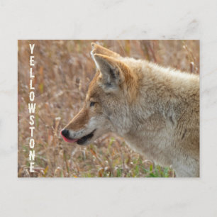 Coyote Lamar Valley Yellowstone National Park Postcard