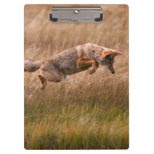 Coyote Leaping - Gibbon Meadows Clipboard
