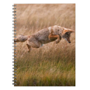 Coyote Leaping - Gibbon Meadows Notebook
