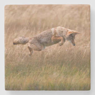 Coyote Leaping - Gibbon Meadows Stone Coaster
