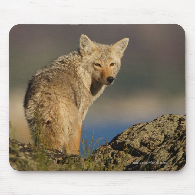 Coyote Mouse Pad (Front)