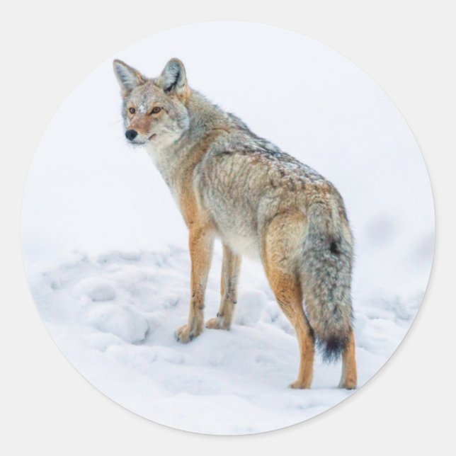 Coyote on alert in snow classic round sticker (Front)