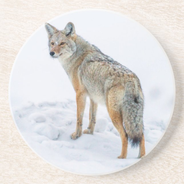 Coyote on alert in snow coaster (Front)