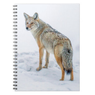 Coyote on alert in snow spiral notebook