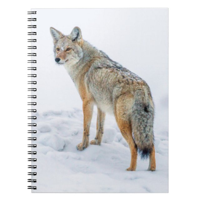 Coyote on alert in snow spiral notebook (Front)