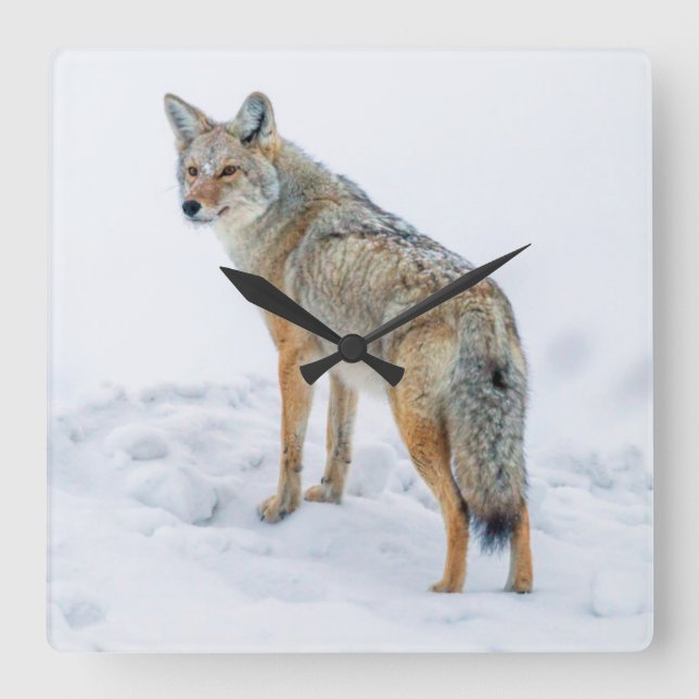 Coyote on alert in snow square wall clock (Front)