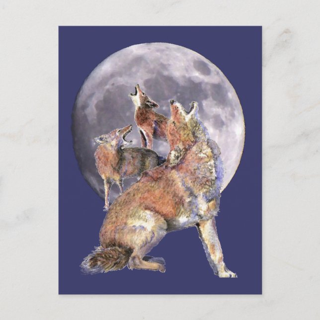 Coyote Pack Howling at the Moon Postcard (Front)