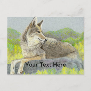 Coyote Postcard