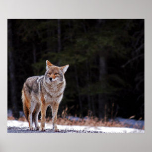 Coyote Poster or Print