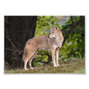 Coyote Pretty Photo Print