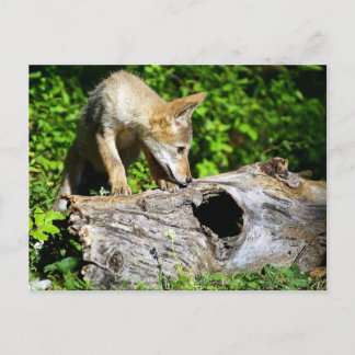 Coyote Pup - What is in that Log? Postcard