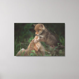 Coyote Puppies Wrestling (Canis Latrans) Canvas Print