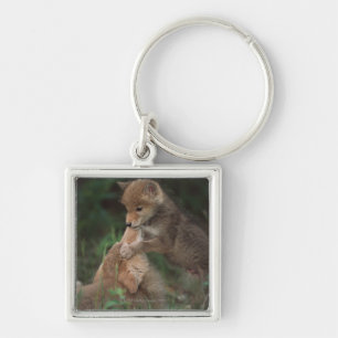 Coyote Puppies Wrestling (Canis Latrans) Key Ring