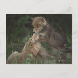Coyote Puppies Wrestling (Canis Latrans) Postcard