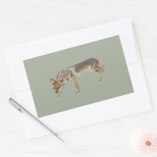 Coyote Rectangular Sticker