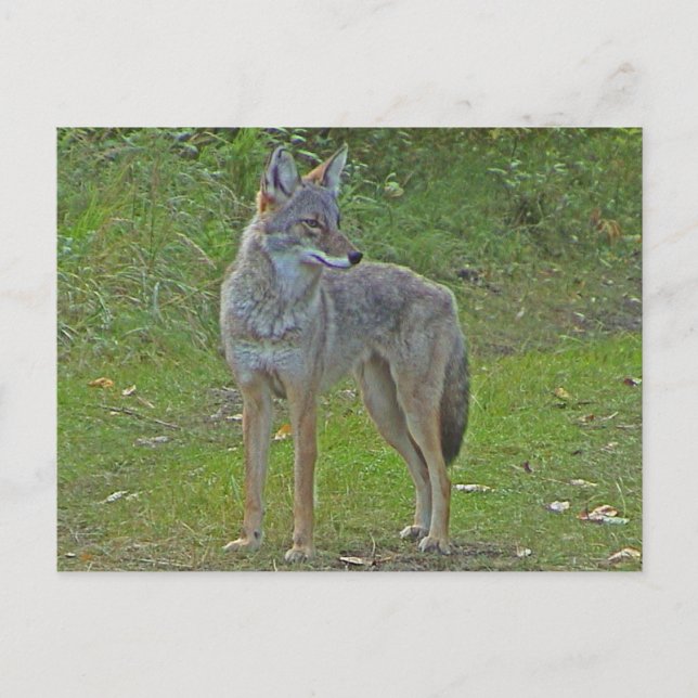 Coyote (side view) postcard (Front)
