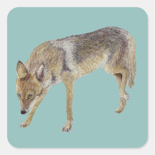 Coyote Square Sticker (Front)