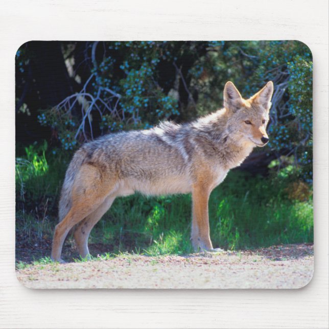 Coyote Stands along a Road Mouse Pad (Front)