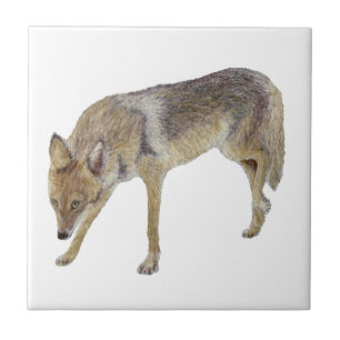 Coyote Tile