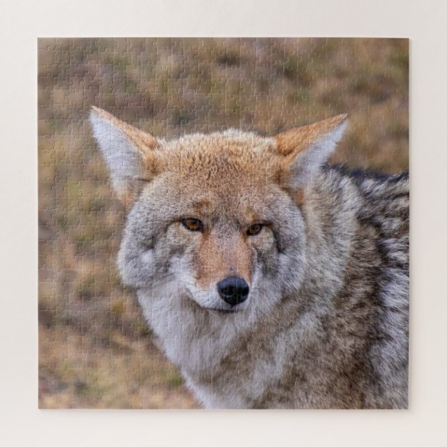 Coyote Wild Dog Jigsaw Puzzle (Vertical)