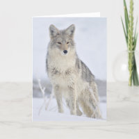 Coyote - Wildlife Photography by Steven Holt