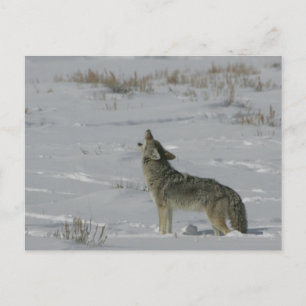 Coyote Wildlife Series # 6 Postcard