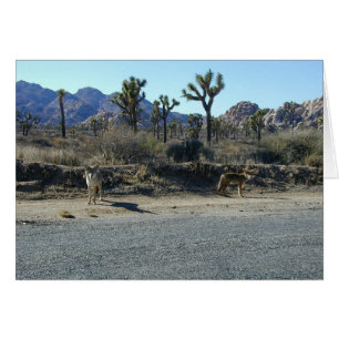 Coyotes on the Prowl