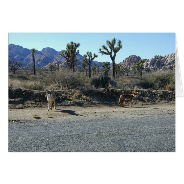 Coyotes on the Prowl (Front Horizontal)