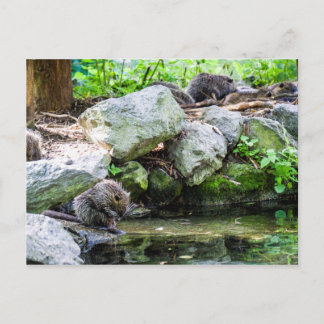 Coypus Postcard