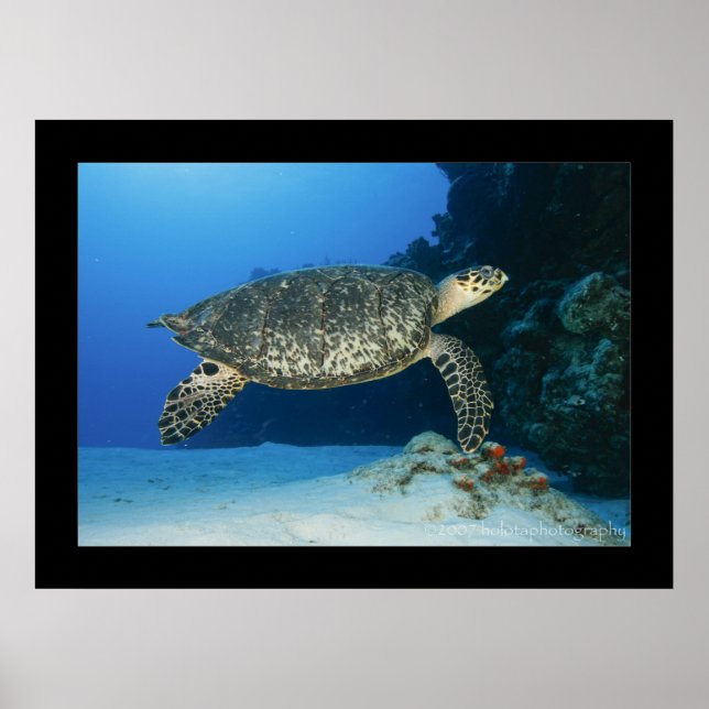 Cozumel - Hawksbill #001 Poster (Front)