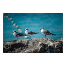 Cozumel Mexico Seagulls on Rock