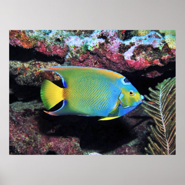 Cozumel Queen Angelfish Poster (Front)