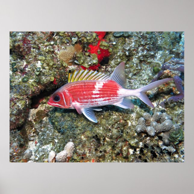 Cozumel Squirrelfish II Poster (Front)