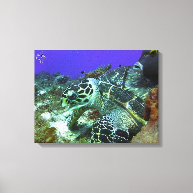 Cozumel Turtle #3 Canvas Print (Front)