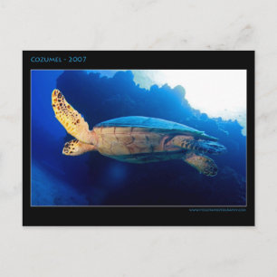 Cozumel - Turtle Postcard