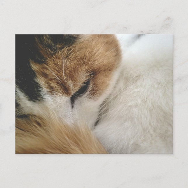 Cozy Calico Cat Postcard (Front)