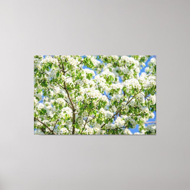 Crab apple blossom canvas print (Front)