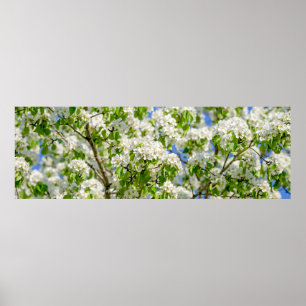 Crab apple blossom poster