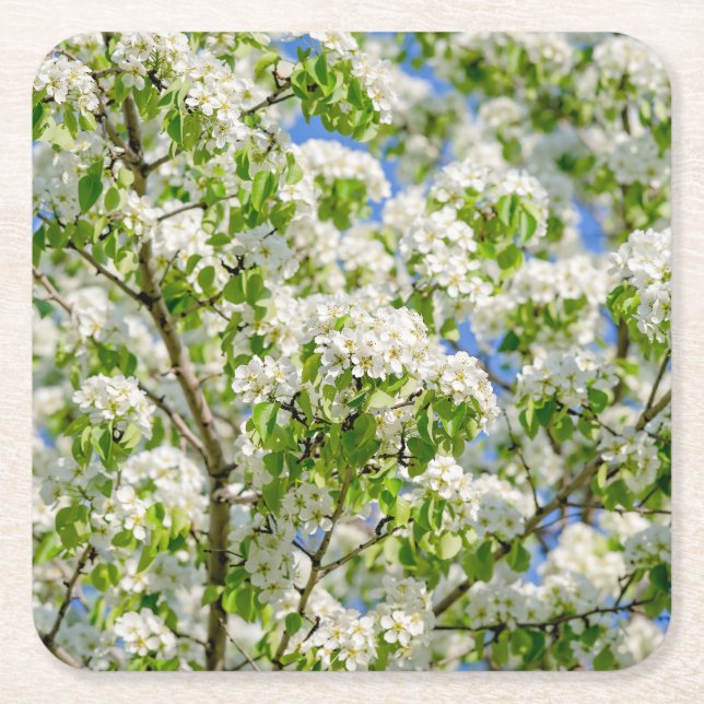 Crab apple blossom square paper coaster (Front)