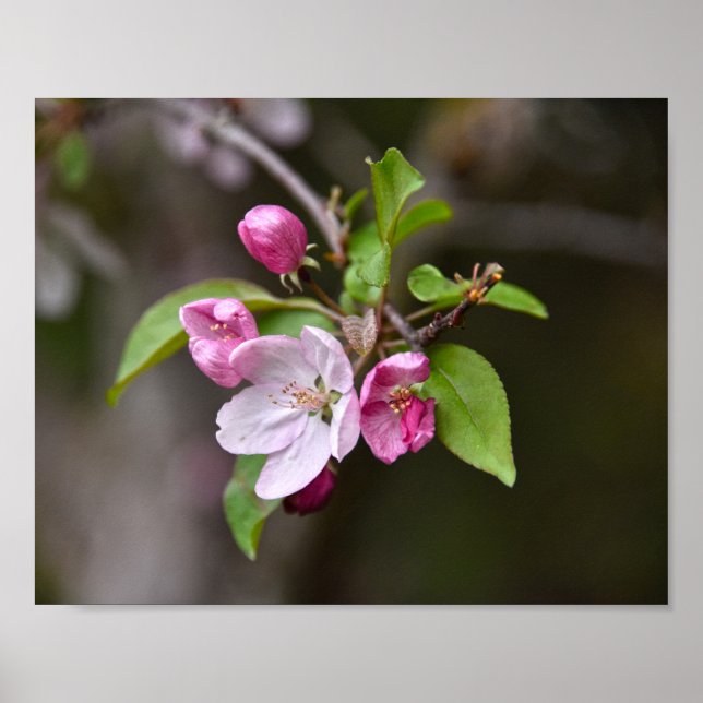 Crab Apple Flowers Poster (Front)