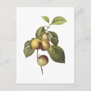 crab apple(Malus sp.) by Redouté Postcard
