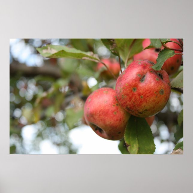 Crab Apple on Tree Poster (Front)