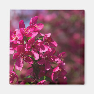 Crab Apple Shadows Magnet