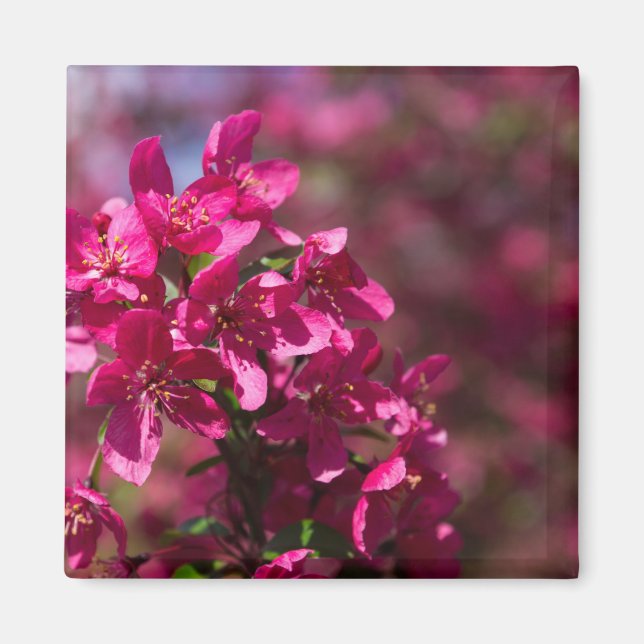 Crab Apple Shadows Magnet (Front)