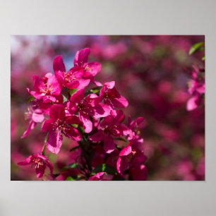 Crab Apple Shadows Poster