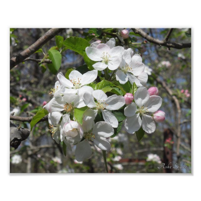 Crab Apple Tree Blossoms Photo Print (Front)